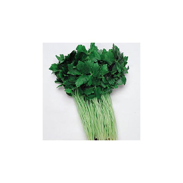 s~co (֐n) (Ot̎)  1dl ( ؂̎ )