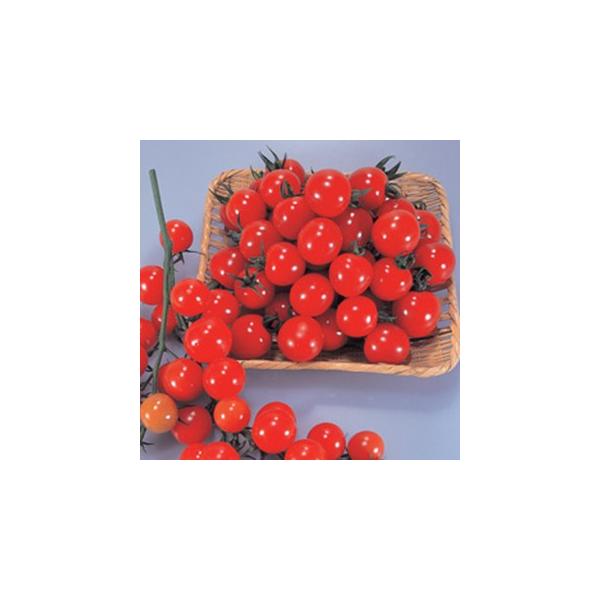 g}g̎ T`F[250 1000 ( ؂̎ )