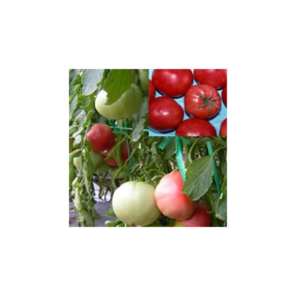 g}g̎ nmt@[Xg  (80) ( ؂̎ )