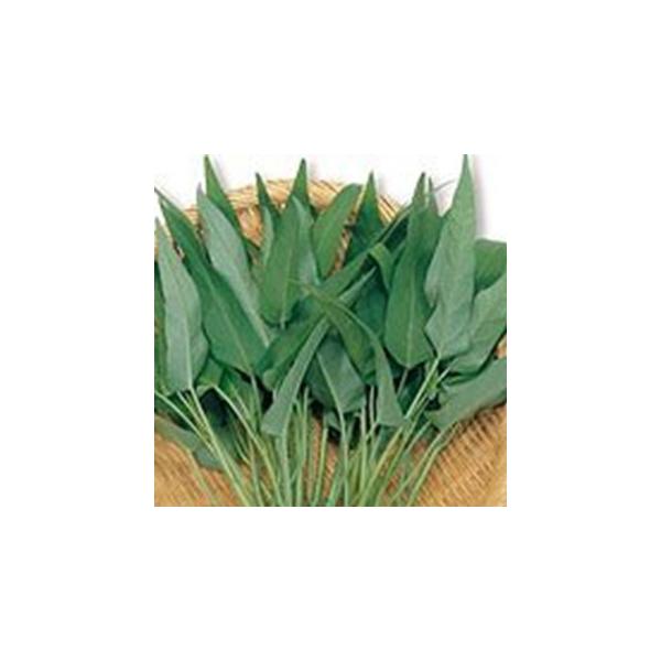 ؂̎ Gc@C 珬 ( ؂̎ )