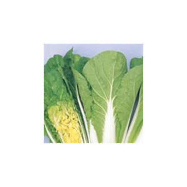 ؂̎ ^Cj[VV 20ml ( ؂̎ )