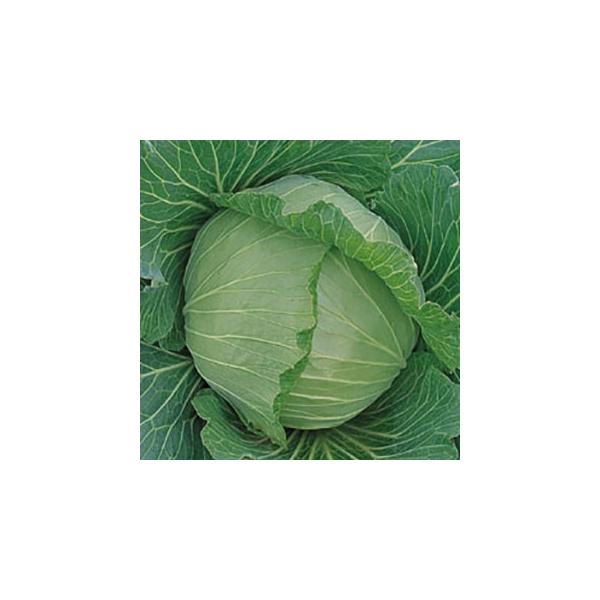 Lxc̎ H ybg150 ( ؂̎ )