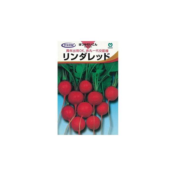 \卪̎ _bh̎ ܁i1000) ( ؂̎ )