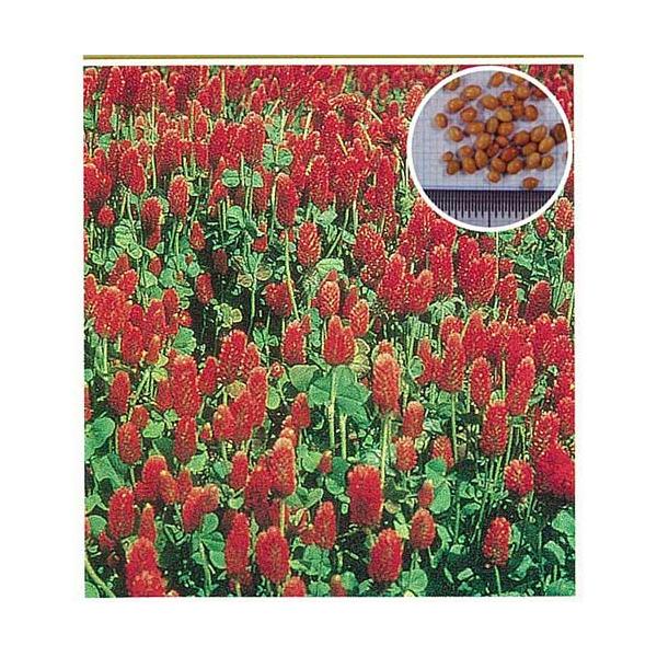 一年性の極早生クローバ。深紅の花が景観緑肥に最適。 ■この商品はメール便不可です。宅配便でのお届けとなります。