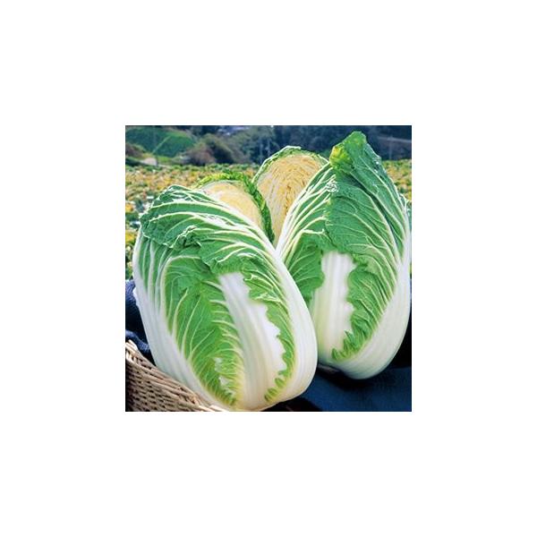 ؂̎ ڂ90 DFi0D9mlj ( ؂̎ )