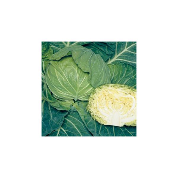 �L���x�c�̎� ����SP 2000�� ( ��؂̎� )