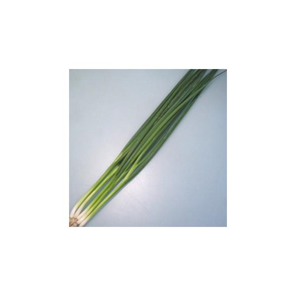 lM̎ TSX|505˂ 1L ( ؂̎ )