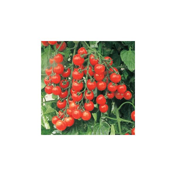 g}g̎ T`F[v~A 1000 ( ؂̎ )