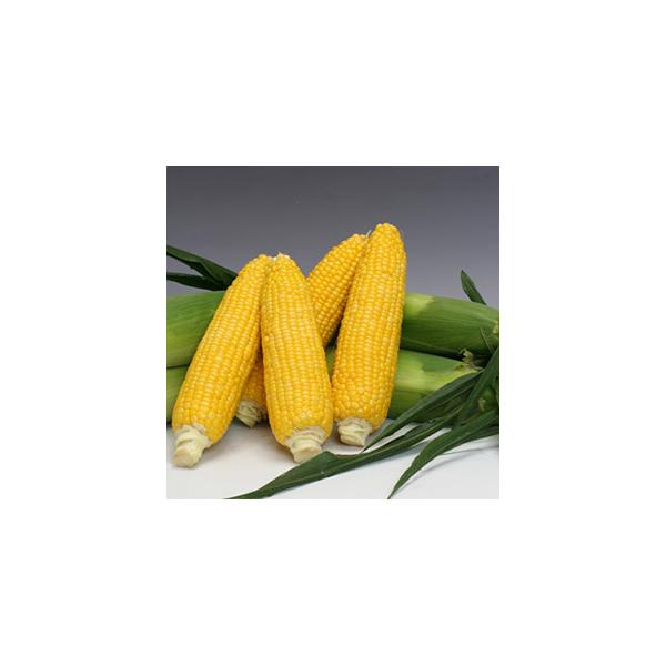 特徴　1.食味の良さとボリュームを追求した新品種。　2.相対生育日数87〜88日で、発芽・初期生育は　安定しており、栽培しやすい。　3.長めの穂長で、穂重450〜500ｇ前後と大きく、先端稔実にも優れる。　4.穂色は濃く、穂先のしまりもよい...