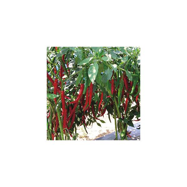 特長　・下向き着果　・果長　　10cm前後　・幅　　　 1.0cm前後　・辛み　　非常に強い　・草勢旺盛で、豊産性です。　・果皮色は鮮緑色で、着色果は鮮やかな赤色となります。　・青果はゆず胡椒として、乾果は漬物等の香辛料として利用できます。