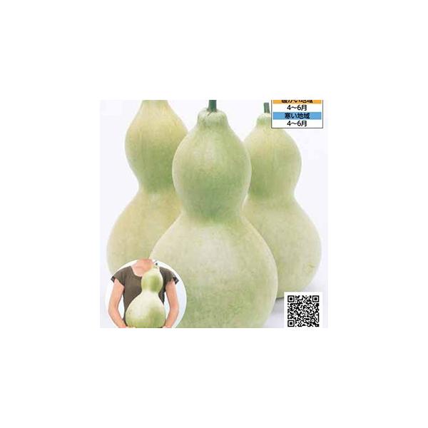 日よけ・観賞用のほか、果実を加工して置物やおもちゃにして楽しめます。果実は最大で長さ50cm以上になります。大ものを作るには1株1果とし、果実をネットや台で支えます。