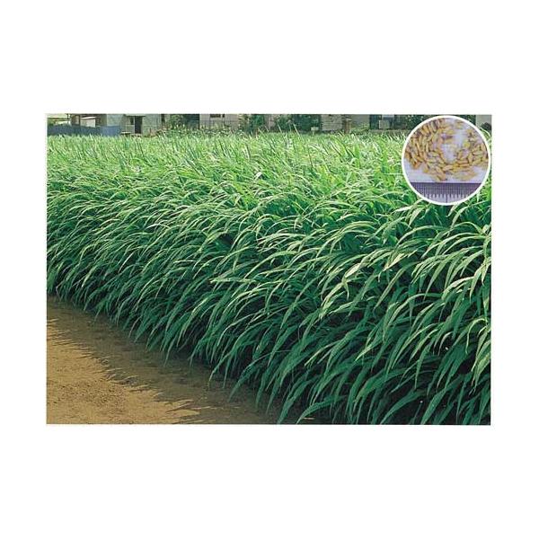 2021春夏新色】 生牧草ギニアグラスコンパクトボックス 生牧草スーダングラスとギニアグラスコンパクトボックス