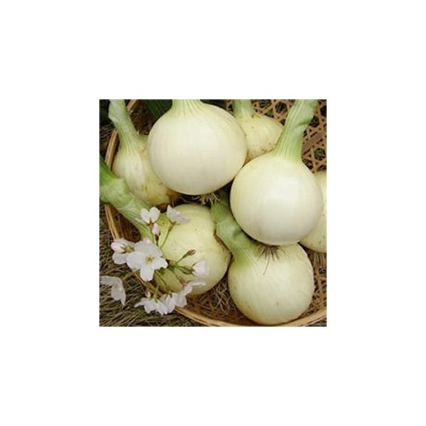 たまねぎの種 春いちばん 2dl ( 野菜の種 )