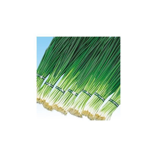 lM̎ i\nj 1L ( ؂̎ )