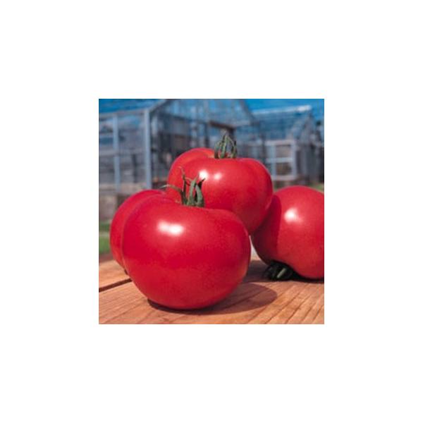 g}g̎ Y[N  ybgQk痱 ( ؂̎ )