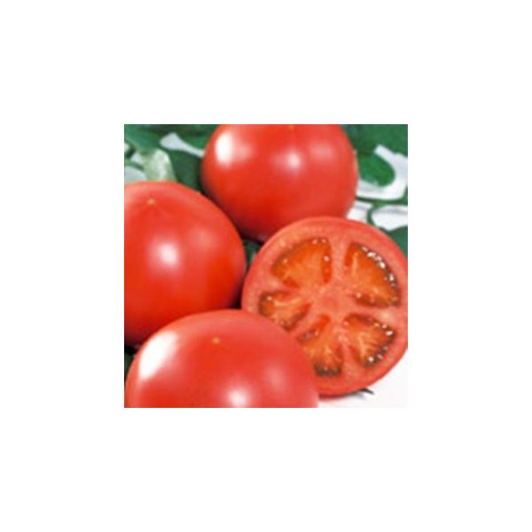 g}g̎ 񂩂SOX  ybg1000 ( ؂̎ )