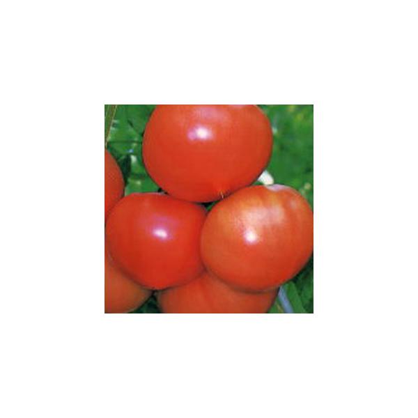 g}g̎ X[p[t@[Xg 1000