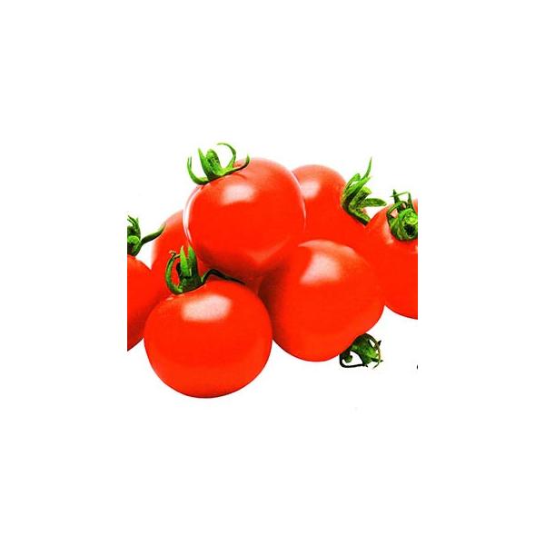 g}g̎ bh{ 100 ( ؂̎ )