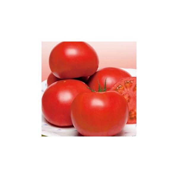 g}g̎ YZNg  1000 ( ؂̎ )