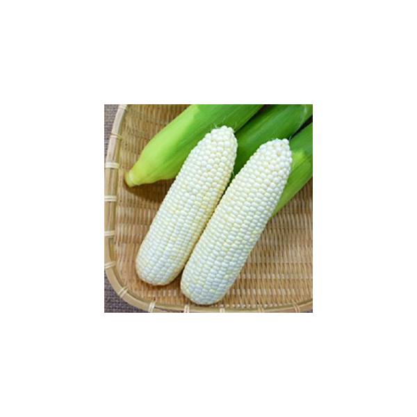 1.際立つ白さの純白コーン。　相対生育日数86日クラス。2.粒皮は柔らかく爽やかでかつフルーティーな強い甘味。3.他品種の花粉がかかり交雑すると、キセニア現象が発生し、品質が低下するので注意が必要。
