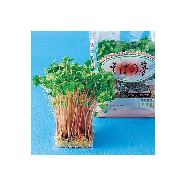 XvEg̎ ΂̉̎ 1L ( ؂̎ )