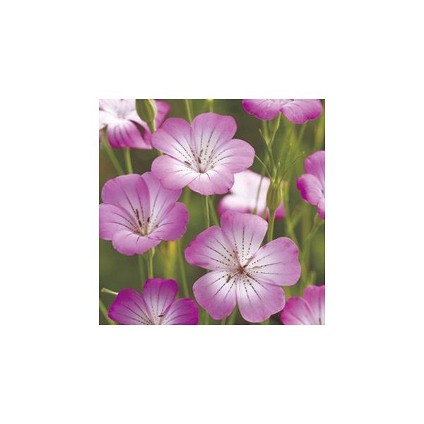 AOXe}   M^S   i AOXe}̎ j