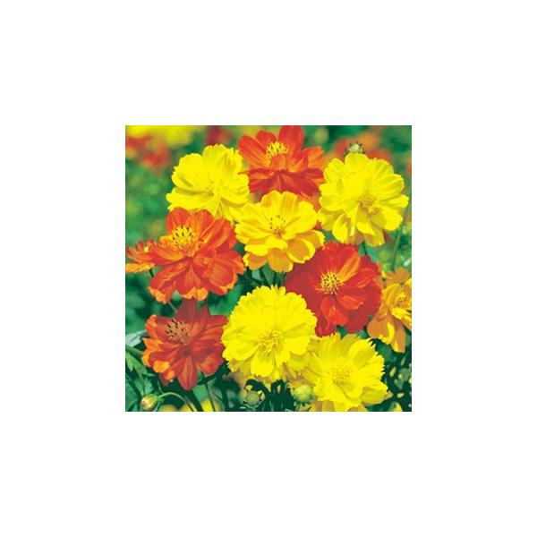 RXX̎ Tj[ ܁i50j i H j