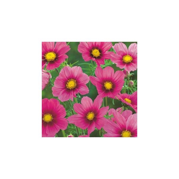 RXX̎ xTC ܁i50j i H j