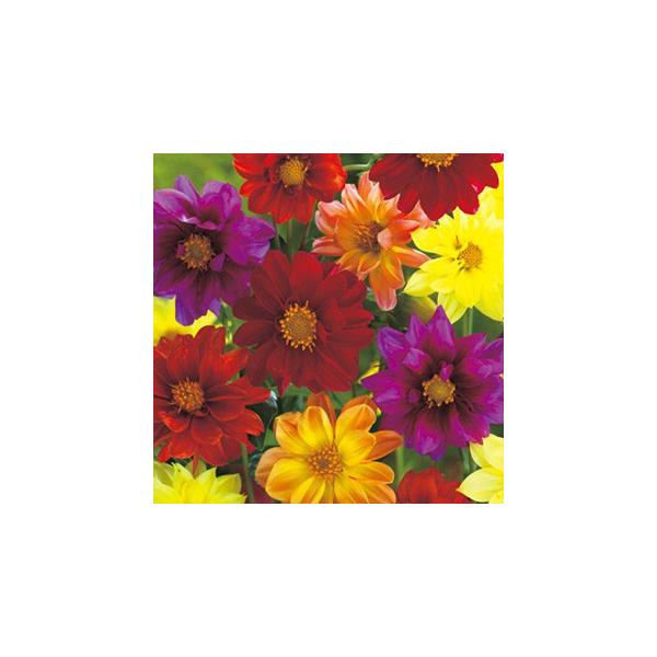 _A   A[[o[h  ܁i80j i _A̎ j