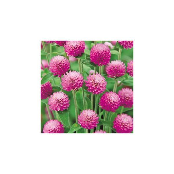 g  I[h[ sNCv ܁i30j i g̎ j