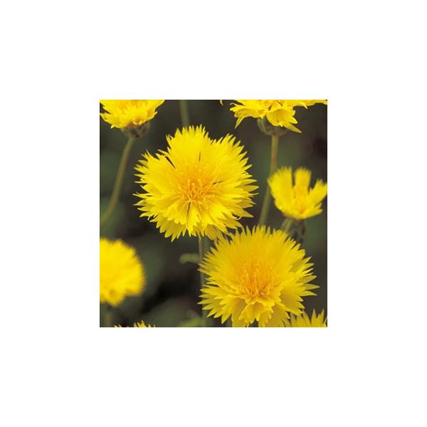 矢車草 セントーレア 種 イエローサルタン 小袋 矢車草 セントーレアの種 Buyee Buyee Japanese Proxy Service Buy From Japan Bot Online