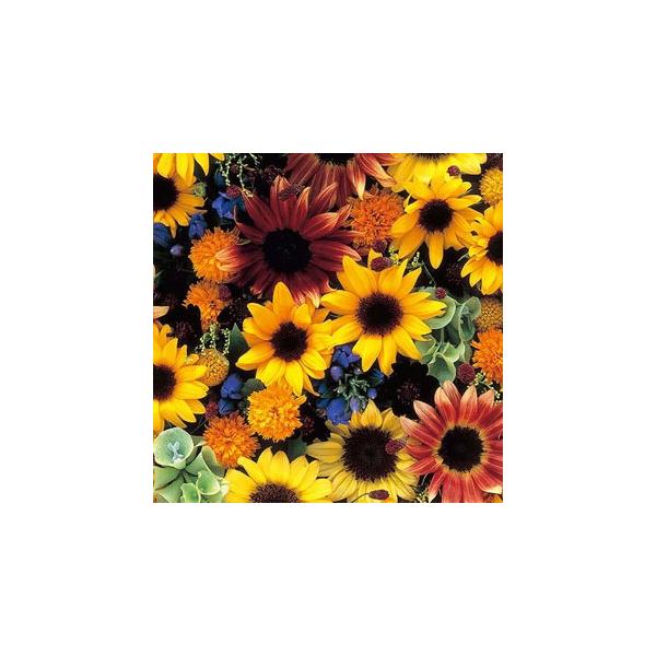 Ђ܂̎ Ђ܂RNV  (15)