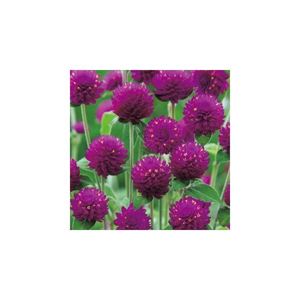 g  I[h[ p[vbh  i g̎ j