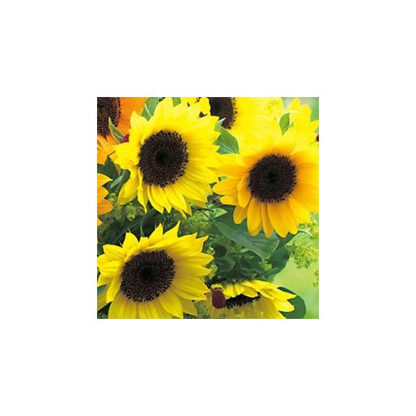 Ђ܂̎ ePTb`  ppbN FHM601