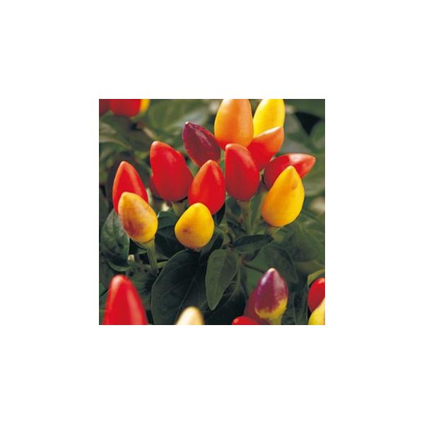 観賞用とうがらし 種 五色 旭光 小袋 約150粒 観賞用とうがらしの種 Buyee Buyee Japanese Proxy Service Buy From Japan Bot Online