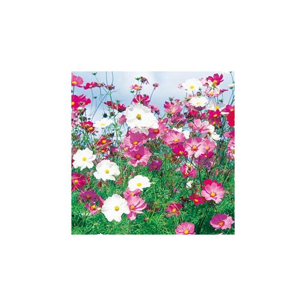 RXX̎ ZZ[V 1dl i H j