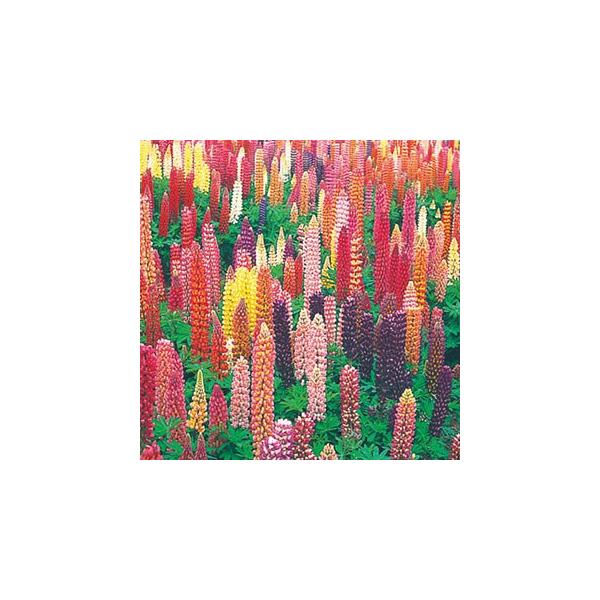 siX̎ bZ  1dl i m{tW̎ j