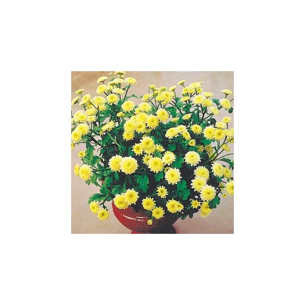 最大70%オフ! 種 花たね マトリカリア ダブルイエロー 1袋(40粒) 通販 タキイ種苗 草花 種子 コレオプシス・ダブル ザ サン