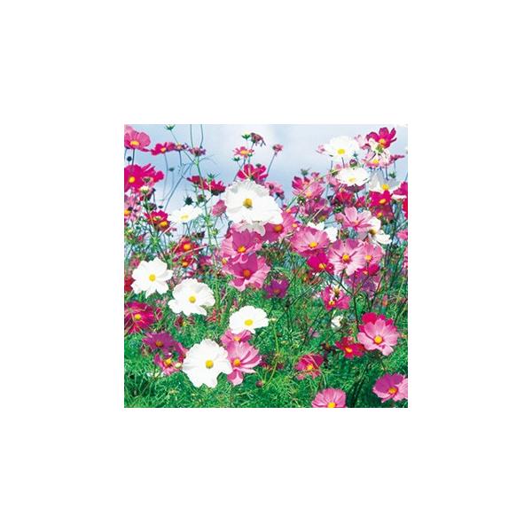 コスモス 種の人気商品 通販 価格比較 価格 Com