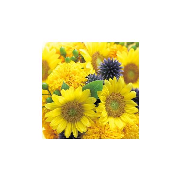 Ђ܂̎ ePTb` tbV  ܁i20j