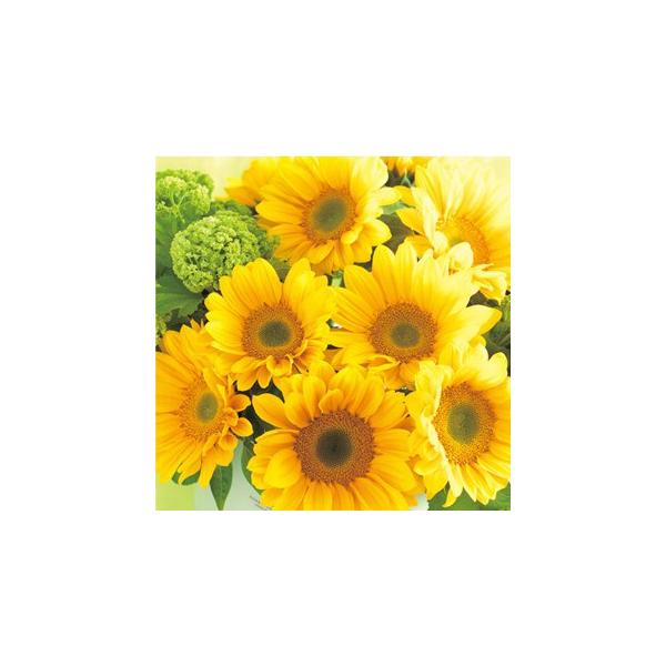 Ђ܂̎ ePTb` tbVIW  ܁i15j