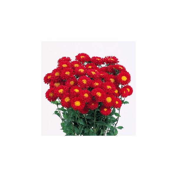 AX^[   { NAXJ[bg  20ml i AX^[̎ j