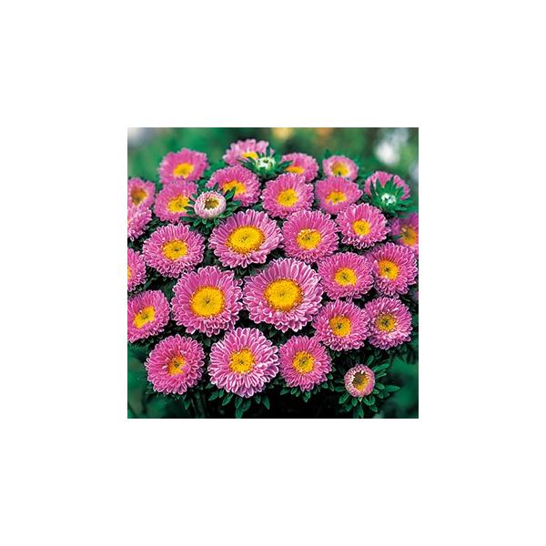 AX^[   { sN  20ml i AX^[̎ j