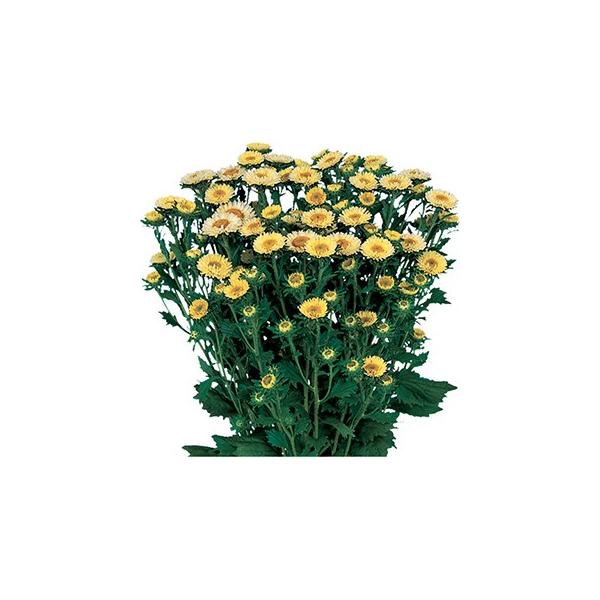 AX^[   { CG[  20ml i AX^[̎ j