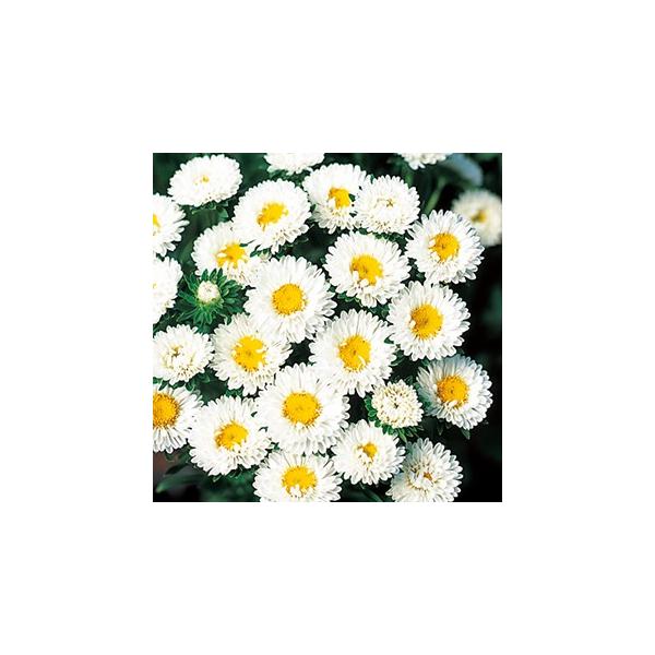 AX^[   { zCg  20ml i AX^[̎ j