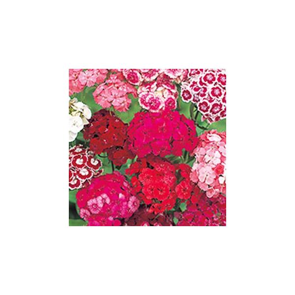 Ȃł   ؂ԗp   珬 i Ȃł̎ j