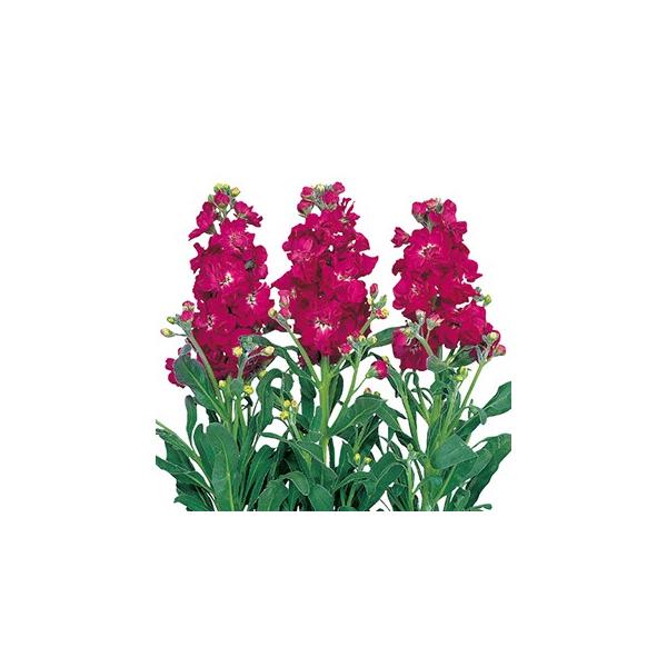 ストック 種  新彼岸王  10ml （ ストックの種 ）
