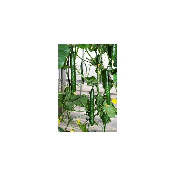 LE̎ AhjX 350 ( ؂̎ )