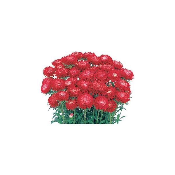 AX^[   { XJ[bg  20ml i AX^[̎ j