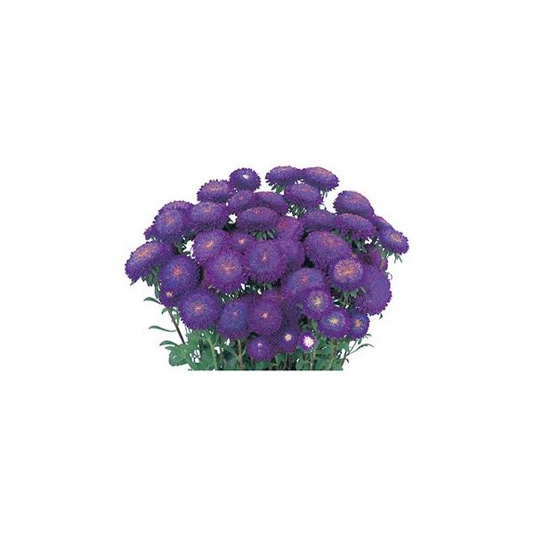 AX^[    u[  20ml i AX^[̎ j